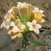 Collomia grandiflora - Photo (c) J Brew, μερικά δικαιώματα διατηρούνται (CC BY-SA), uploaded by J Brew