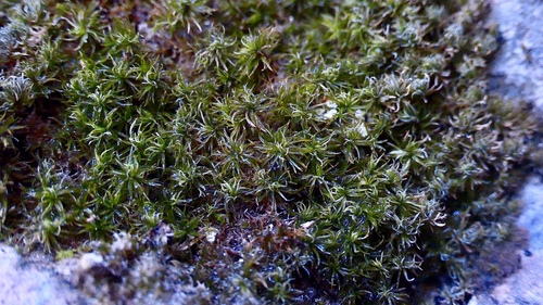 Molendoa hornschuchiana observed 2022-08-19