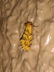 Chrysoecia dela