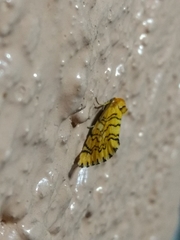 Chrysoecia dela