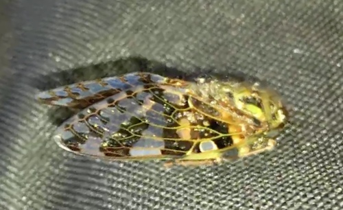 Eopycna repanda