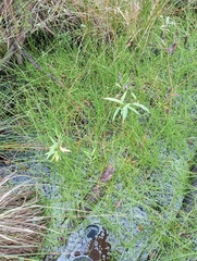 Isolepis distigmatosa