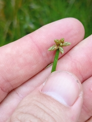 Isolepis distigmatosa, photograph (c) Joe Potter Butler, some rights reserved (CC BY)