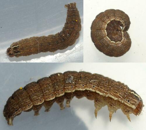 Arcigera Flower Moth