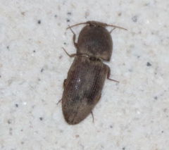 Agrypnus rectangularis
