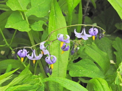 Solanum dulcamara
