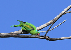 Tanygnathus lucionensis