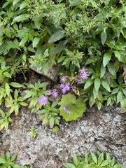 Pericallis tussilaginis image