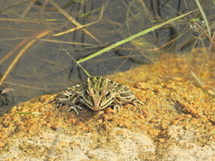 Lithobates pipiens