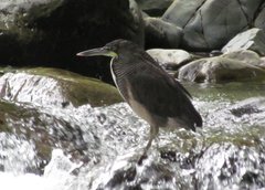 Tigrisoma fasciatum