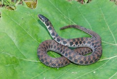Clonophis kirtlandii