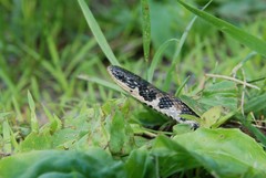 Clonophis kirtlandii