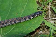 Clonophis kirtlandii