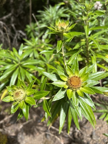 Carlina salicifolia