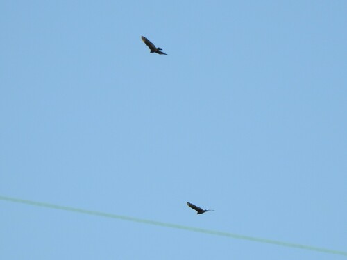 Turkey Vulture photographed in Minnesota