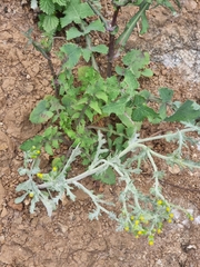 Senecio vulgaris image