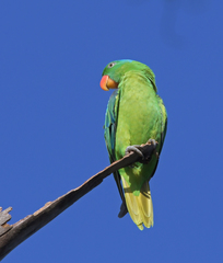 Tanygnathus lucionensis