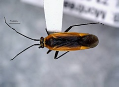 Lopidea robiniae