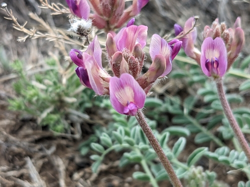 Santa Fe milkvetch (Astragalus feensis)