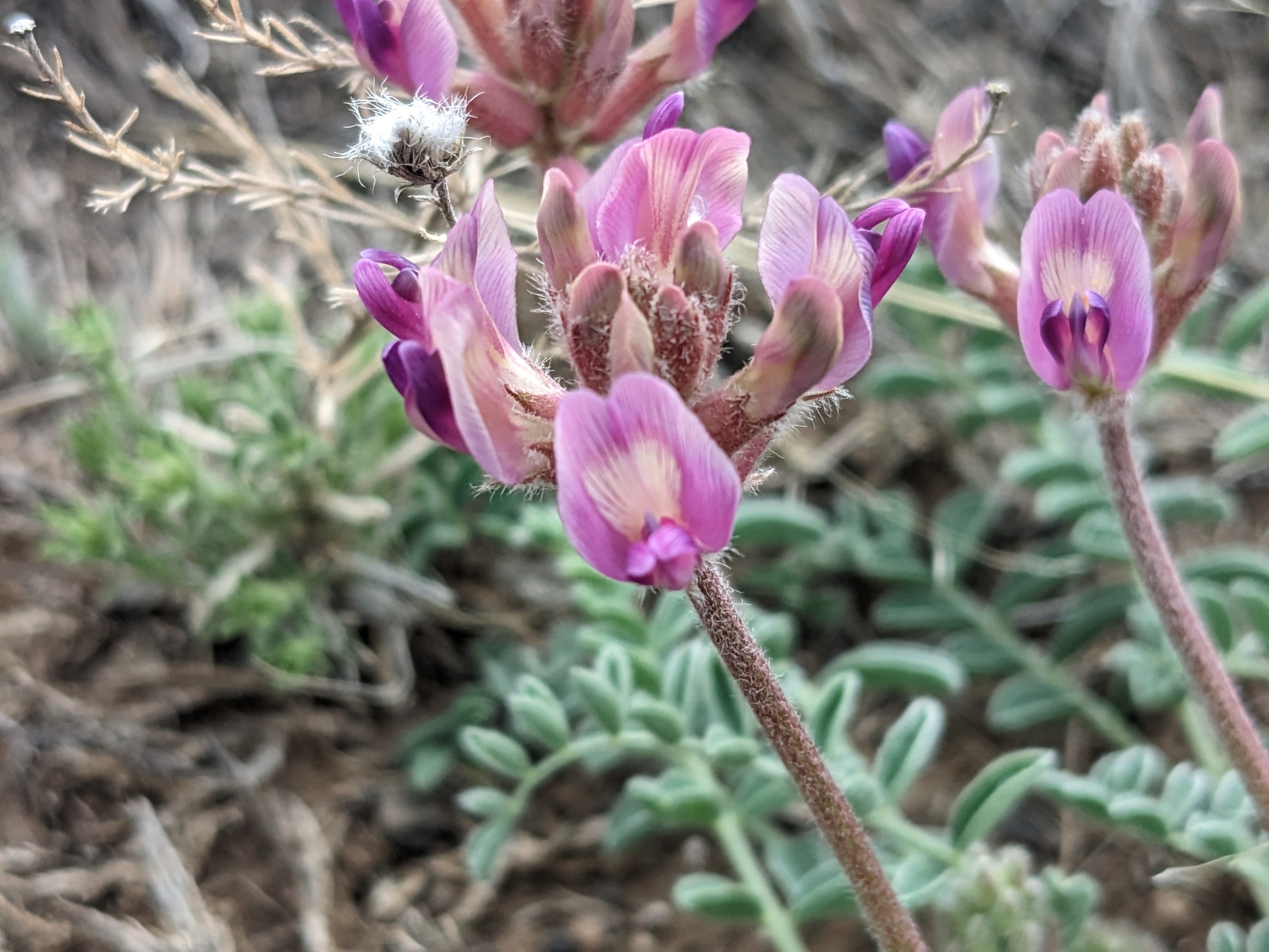 Astragalus feensis