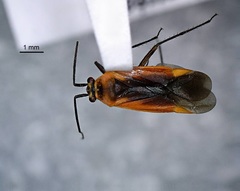 Lopidea robiniae