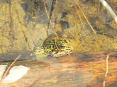 Lithobates pipiens