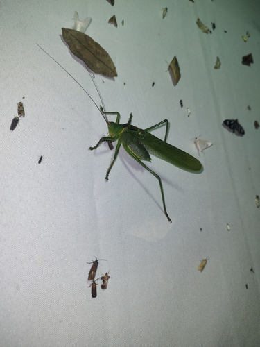 Megatympanon speculatum