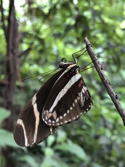Heliconius charithonia
