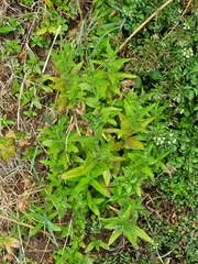 Epilobium parviflorum image