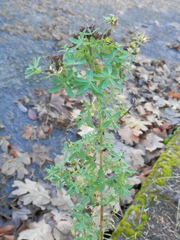 Hypericum perforatum