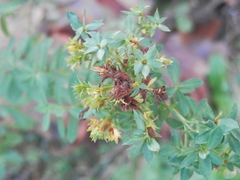 Hypericum perforatum