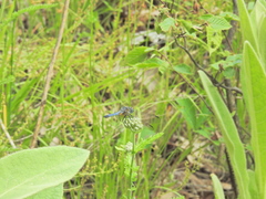 Pachydiplax longipennis