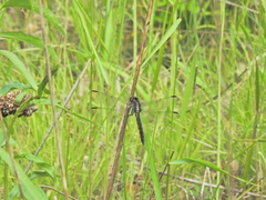 Libellula incesta
