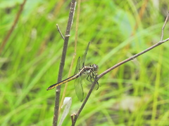 Libellula incesta