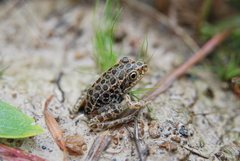 Lithobates areolatus circulosus