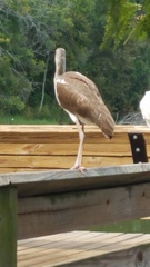 Eudocimus albus