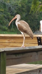 Eudocimus albus