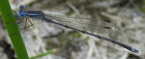 Plateau Spreadwing photo 6