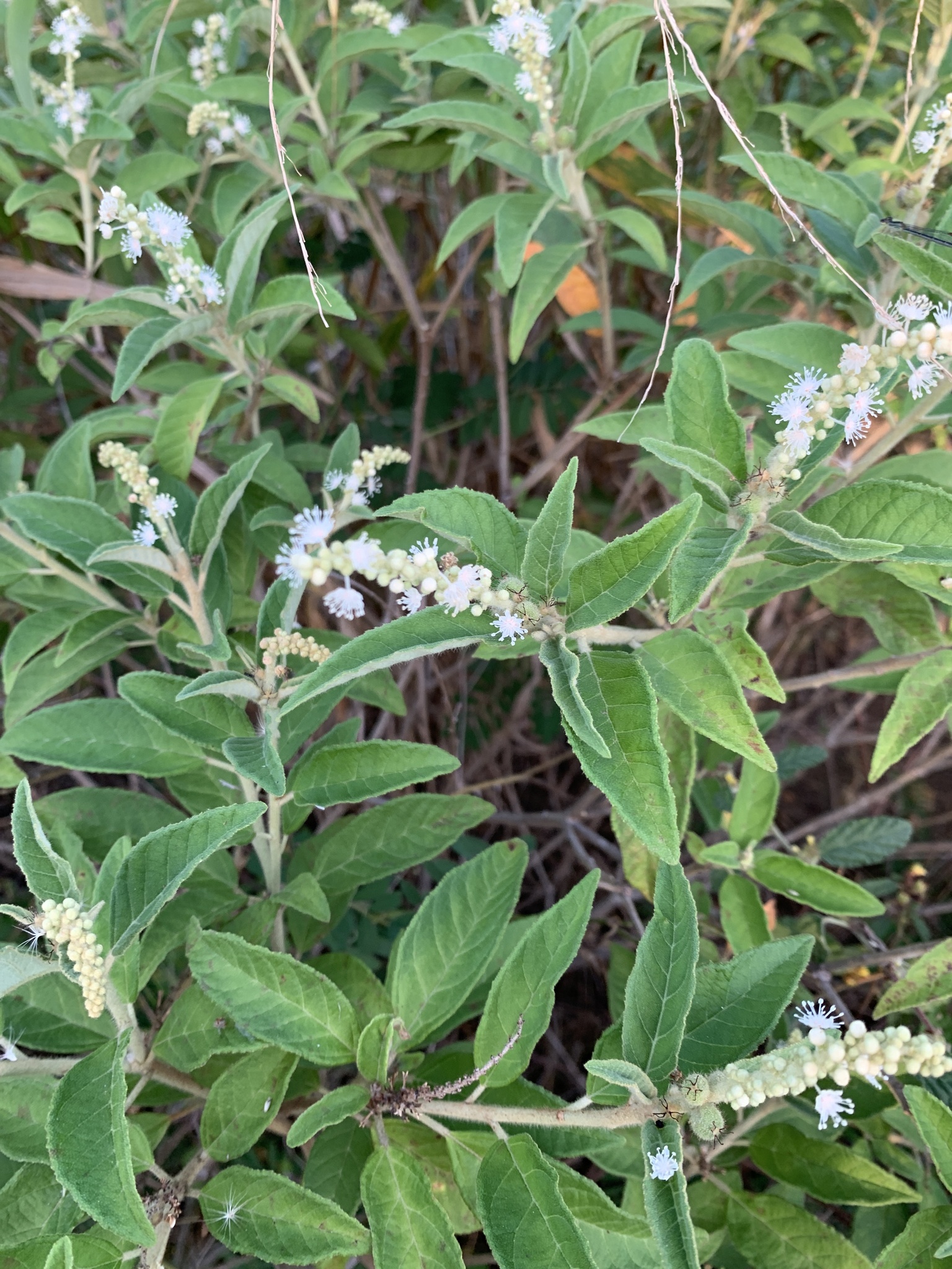 Croton heliotropiifolius