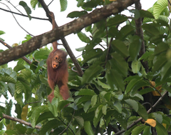 Pongo pygmaeus