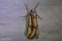 Euscirrhopterus poeyi