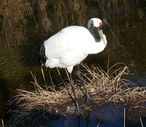 Red-crowned Crane