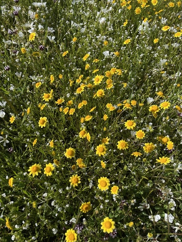 iNaturalist observation photo of goldfields