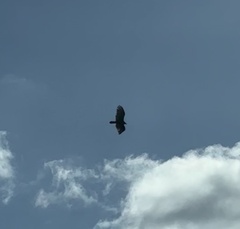 Cathartes aura image