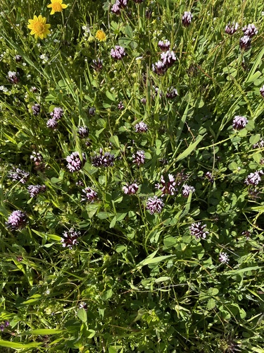 iNaturalist observation photo of white-tipped clover