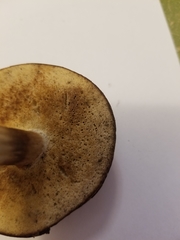 Xanthoconium affine image