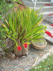 Xeronema callistemon