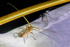 Trichophoroides signaticollis