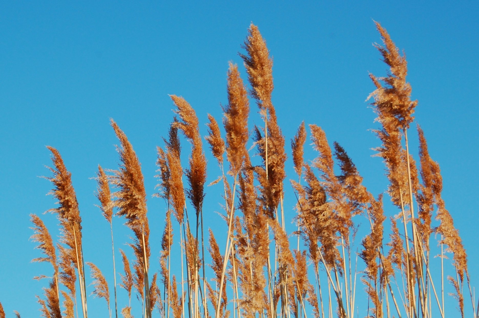 Phragmites