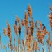Phragmites - Photo (c) InAweofGod'sCreation, some rights reserved (CC BY-ND)